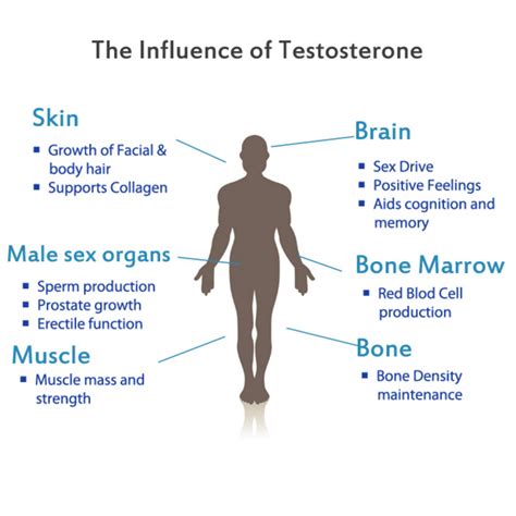 values and functions of testosterone anabolic steroid