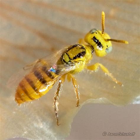 Small Yellow Bee Perdita Bicuspidariae Bugguidenet