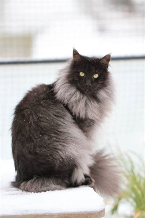 Your black cat deserves a name to match her striking appearance. cat colours — black smoke
