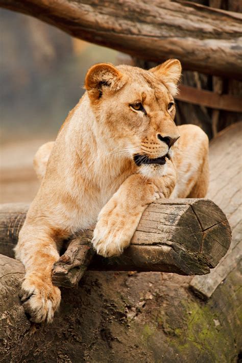 All our pictures are free to download for personal and commercial use, no attribution required. Lioness Free Stock Photo - Public Domain Pictures