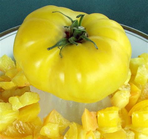 Gold Medal Yellow Tomato A Comprehensive Guide World Tomato Society