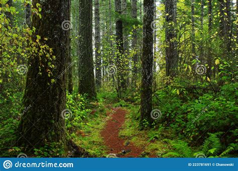 Pacific Northwest Forest Hiking Trail Stock Image Image Of Northwest