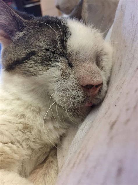 12 Year Old Cat Who Was Neglected Receives Love And Cant Stop Hugging