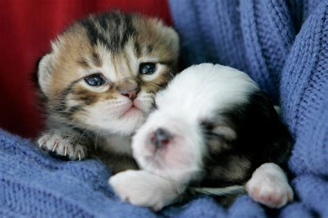Download the most adorable kitten pictures and images for free! It's Cute, It's Cuddly, It's Sapping Your Willpower - NBC News