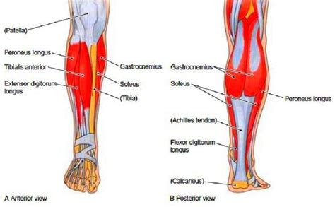 Learn about each muscle, their locations & functional anatomy. labeled muscles of lower leg - Yahoo Search Results ...