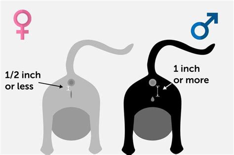 Cara Mudah Mengetahui Kelamin Kucing Jantan Dan Betina