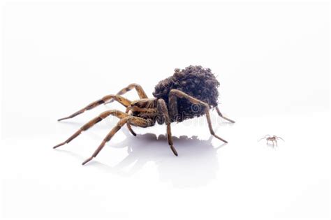 Mother Wolf Spider With Babies Stock Image Image Of Baby Arachnid