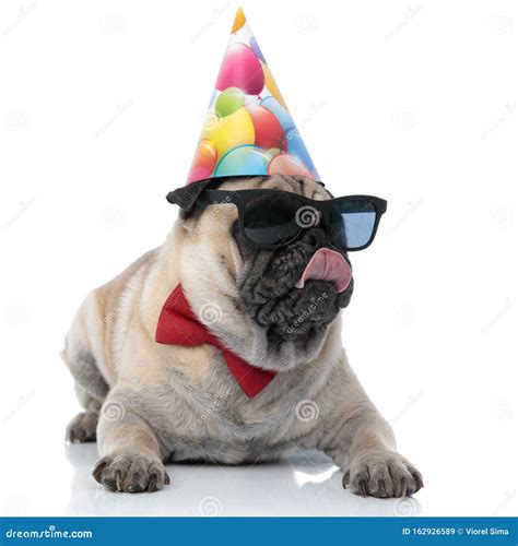 Cool Pug Wearing Birthday Hat Sunglasses And Bowtie Stock Image