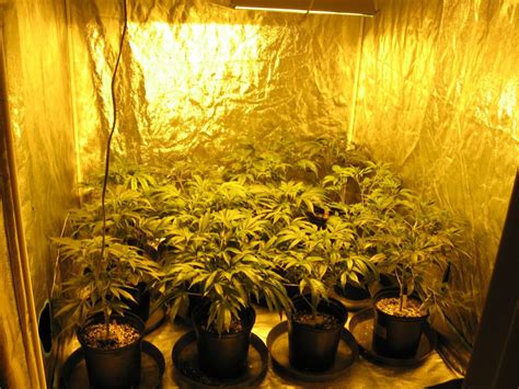 Top Marijuana Marijuana Grow Rooms - Learn Growing Marijuana