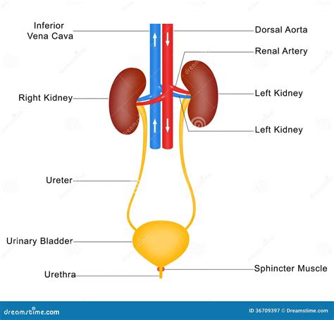 Human Urinary System Stock Image Illustration Of Simplified 36709397