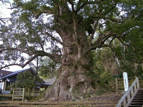 Kamo No Okusu The Ancient Camphor Tree Known As The Oldest And