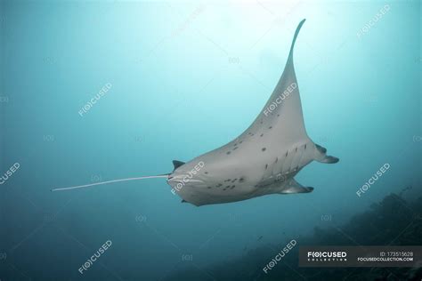 Manta Ray Floating In Water — South Asia Nature Stock Photo 173515628