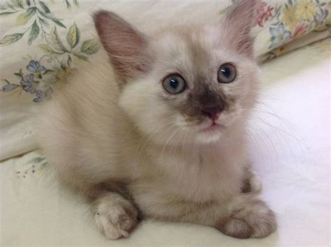 Domestic Long Hair Burmese Kitten Adopted 3 Years 1