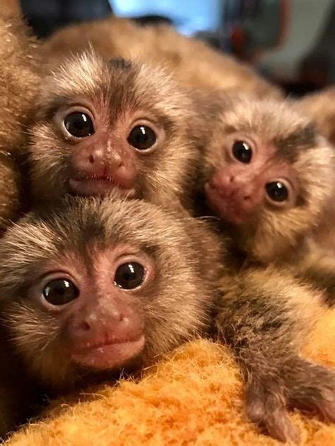 80 Best Cute Baby Monkey Images In 2020 Baby Monkey Cute Baby