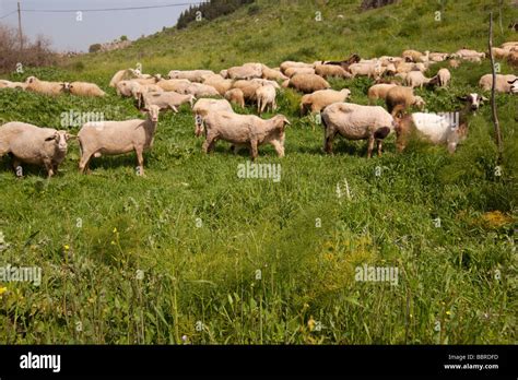 Sheep And Goats Grazing In A Field At Ephesus In Turkey Stock Photo Alamy