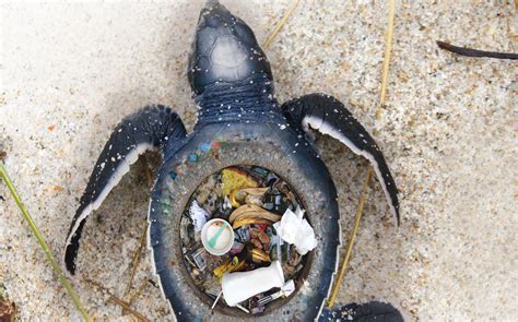 Stunning Images Expose The Horrific Impact Of Plastic Trash On Marine