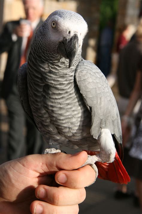 Pet African Grey African Grey Parrot African Grey Parrot