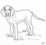 Coloring Foxhound Weimaraner Hound American Fox Dog Printable Dogs Coonhound Colouring Drawing Basset Clipart sketch template