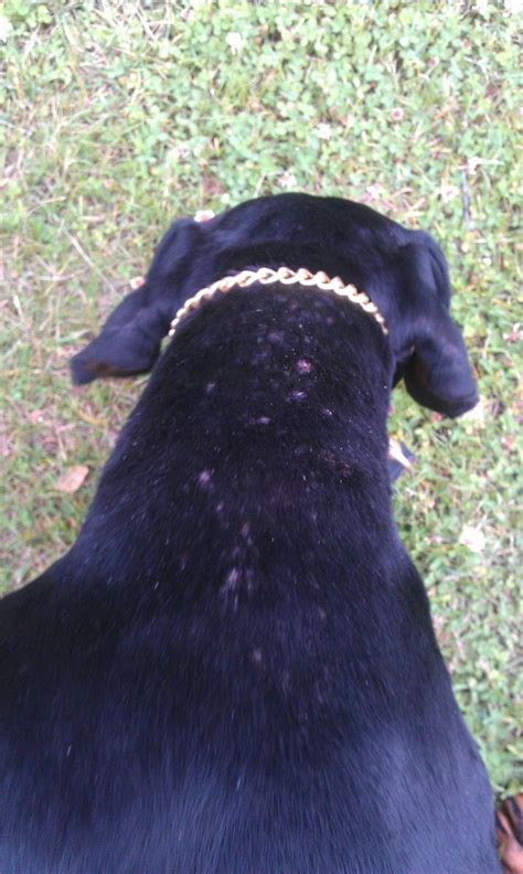Why Does My Dog Have A Rash On His Neck Prnso