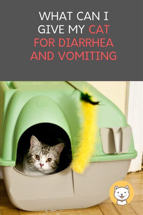 We did not find results for: Why Does My Cat Keep Vomiting And Diarrhea