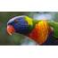 Brightly Coloured Parrot Color Scheme » Image SchemeColorcom
