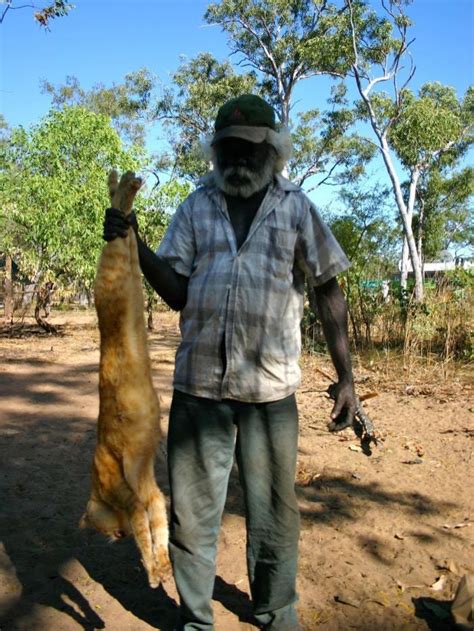 Gigantic Feral Cats Are Wreaking Havoc On Australias Wildlife