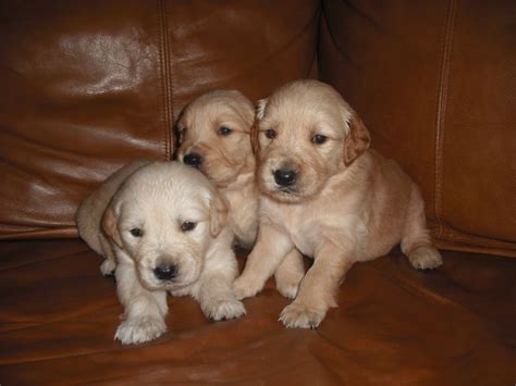 Find the perfect golden retriever puppy for sale in michigan at next day pets. Smoyer | Golden Retriever Breeder | Hanover, Michigan