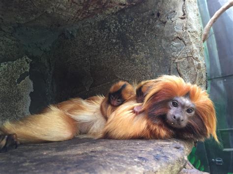 Two Golden Lion Tamarins Born At Smithsonians National Zoo