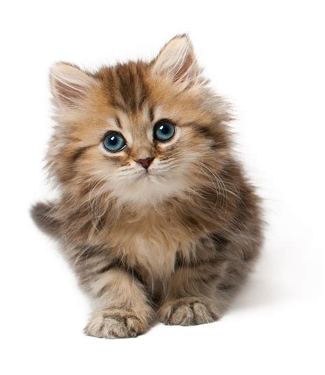 Kitten Png Hd Png All Png All