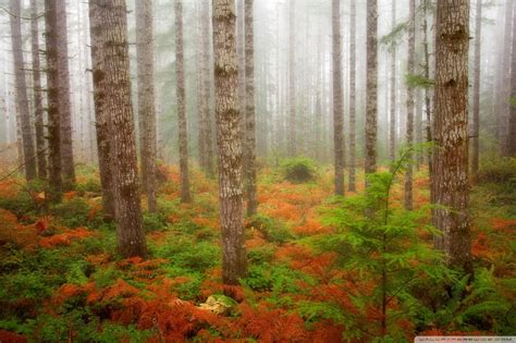 Fall Forest Wallpaper 74 Pictures