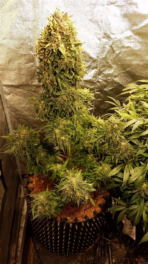 Bubba Kush Autoflowering Dinafem Cannabis Strain Info