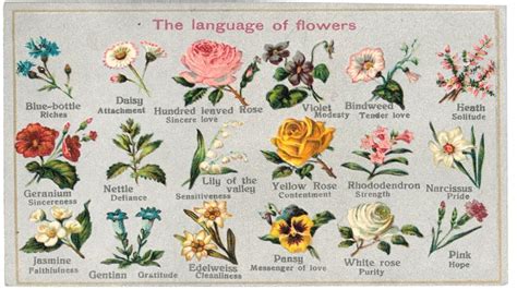 Language Of Flowers Plants Meaning And What They Symbolizes The