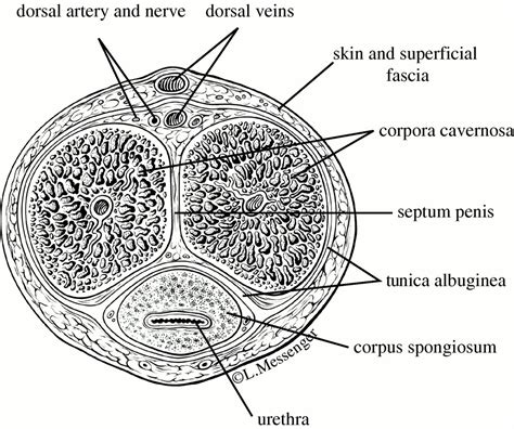 Biomechanics Of Male Erectile Function Journal Of The Royal Society