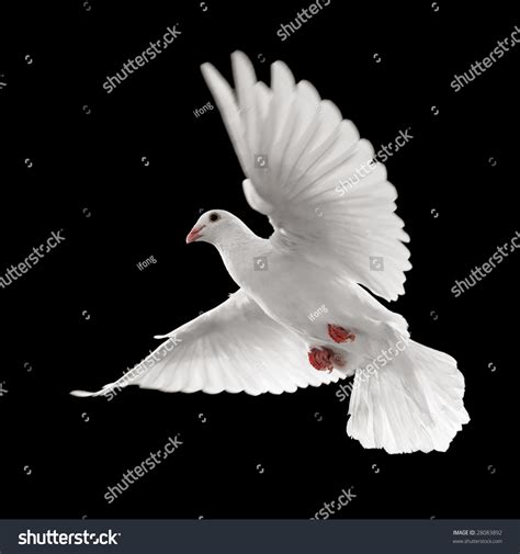 Flying White Dove Isolated On Black Background Stock Photo 28083892