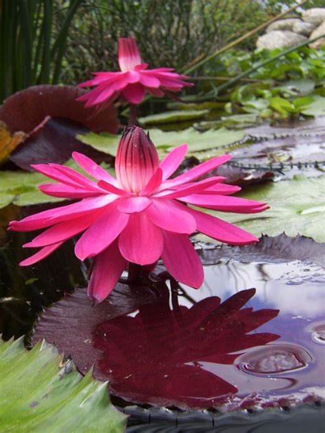 Tropical Water Lily Photos Hydrosphere Water Gardens
