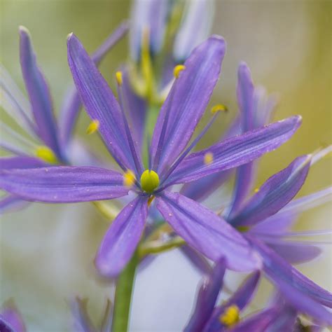 Pretty Violet Camassia Bulbs For Sale Online Indian Hyacinth Easy