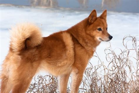 Finnish Spitz Temperament Intelligent Playful But Mind The Crazy Barking