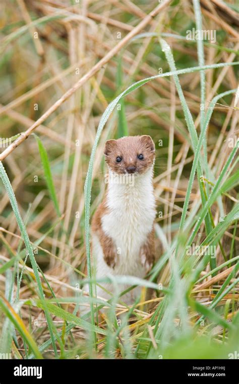 Mustelid Weasel Mammal Wildlife Norfolk Eye To Camera Portrait Vertical