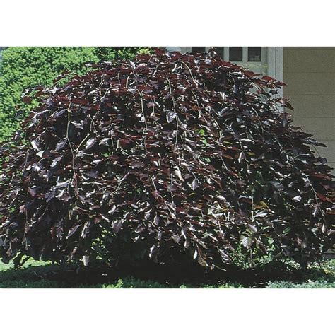 Shop 955 Gallon Purple Fountain Weeping Beech Feature Tree L6780 At