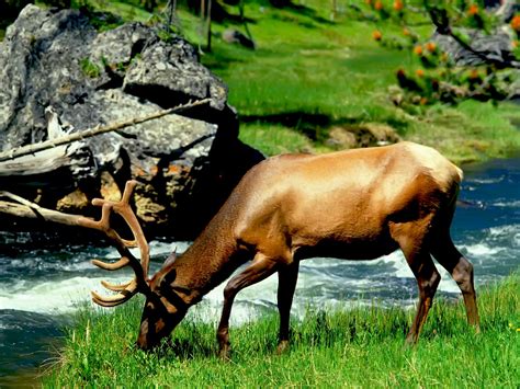 Wild Animals | Any Photo Album