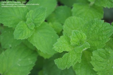 Plantfiles Pictures Apple Mint Woolly Mint Mentha Suaveolens By