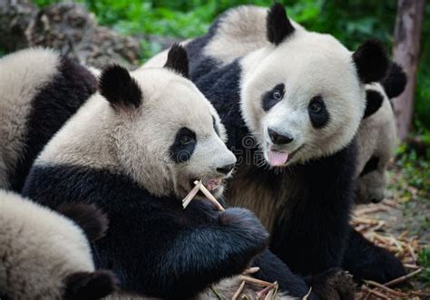 Cute Giant Panda Bears Eating Bamboo In Forest In China Stock Image