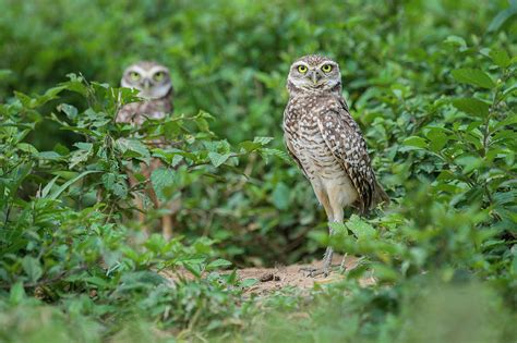 Burrowing Owls Athene Cunicularia Photograph By Nick Garbutt Pixels