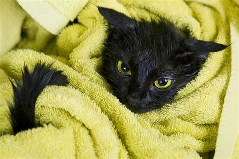 How To Bathe Your Cat In 5 Easy Steps Allivet Pet Care Blog