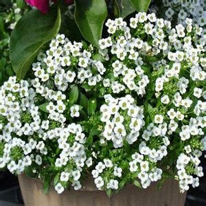 The plants grow 8 to 24 inches. Annual Flowers for Winter - Palmers Garden Centre