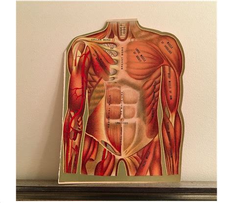 Pin On Anatomico