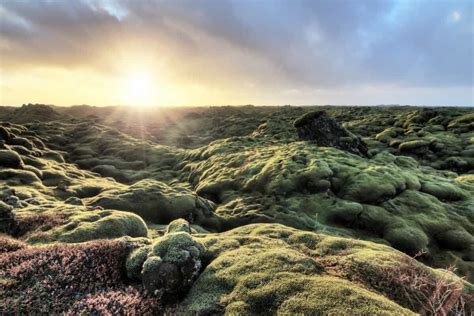 Eldhraun Lava Field In South Iceland Location Guesthouse And More