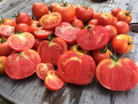 Rutgers Heirloom Tomato Deep Red Heirloom Tomatoes Tomato How To