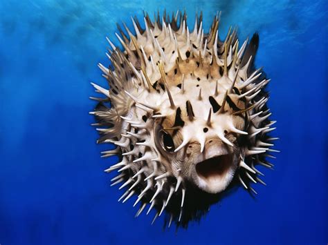 Scientists Uncover The Genes That Give Pufferfish Their Protective