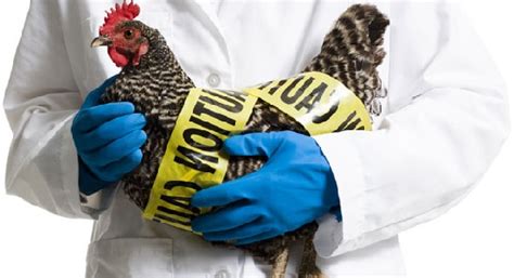 La gripe aviar es una enfermedad infecciosa de las aves causada por las cepas tipo a del virus de la gripe. OMS pide supervisar acciones ante brotes de gripe aviaria ...